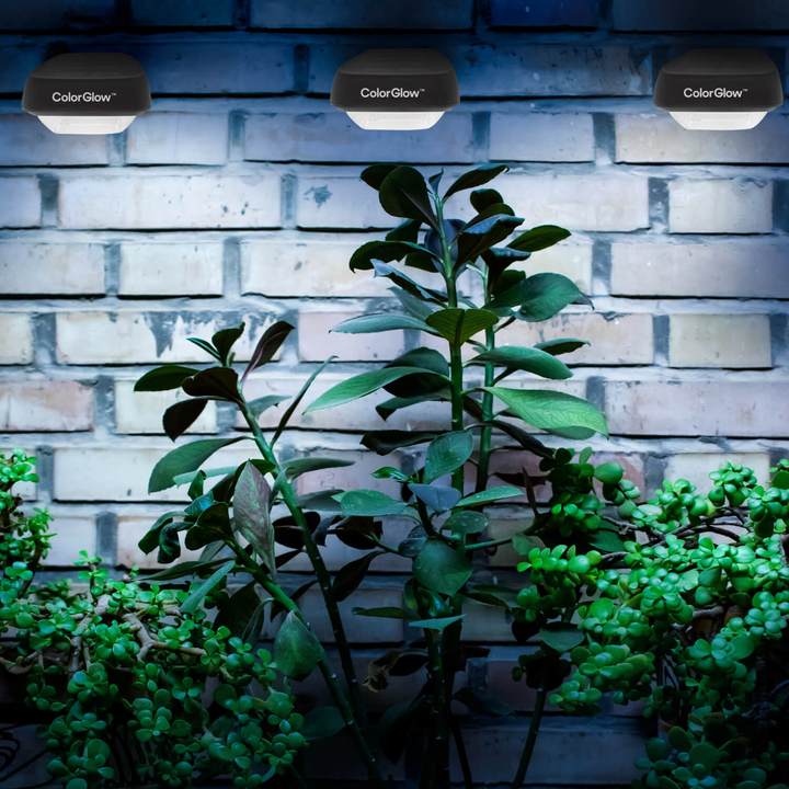Colorglow Solar Lights