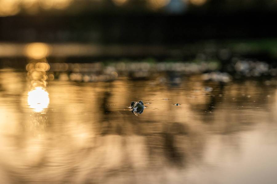 🔥Ultimate Frog Popper Bait