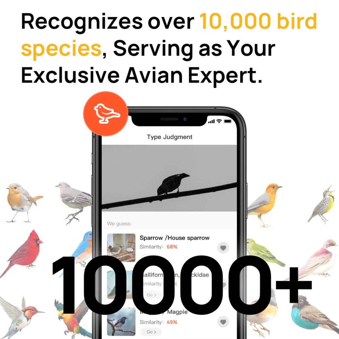 🔥Smart Hummingbird Feeder & Bird Bath